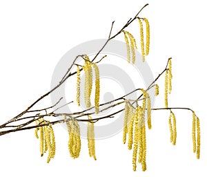 Hazel catkins