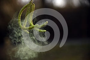 Hazel catkins and pollen dancing in the wind photo