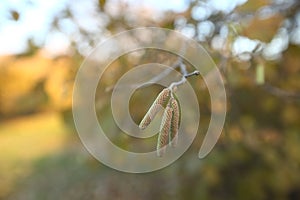 The hazelnut blossoms hang from a hazelnut bush as harbingers of spring . hazelnut earrings on a tree against a blue autumn sky .