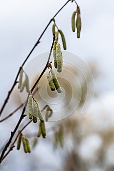 Hazel catkins in spring . the hazelnut blossoms hang from a hazelnut bush as harbingers of spring . hazelnut earrings on a tree