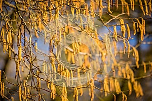 Hazel catkins at a sunny day