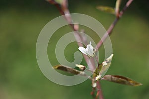 Hazel Corylus avellana Geant de Halle bloom detai