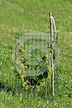 Hazel or Corylus small deciduous tree with light green rounded leaves with double serrate margins surrounded with wire net photo