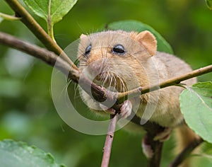 Hazel dormouse