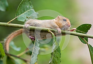 Hazel dormouse