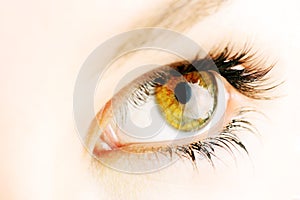 Hazel eye photo