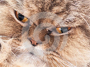 Hazel eyed Persian cat