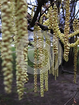 Hazel flower