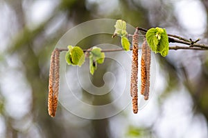 The hazel flowers have already bloomed and the first green juicy leaves have already formed