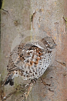Hazel grouse