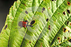 Hazel leaf-roller weevil