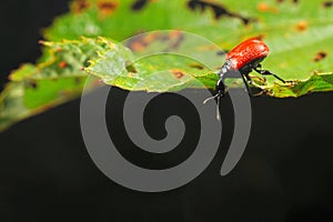 Hazel Leaf-roller Weevil