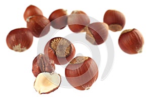 Hazel nut