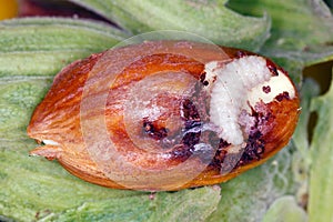Hazel nut damaged by larva of nut weevil Curculio nucum. photo