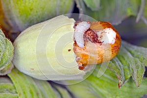 Hazel nut damaged by larva of nut weevil Curculio nucum. photo