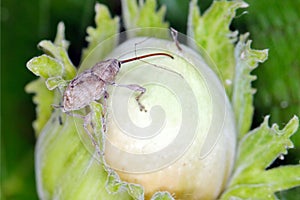 Hazel Nut weevil - Curculio nucum on hazelnut. photo