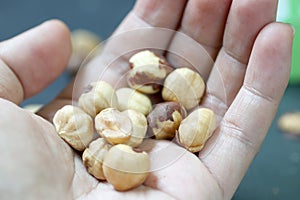 Hazel nuts