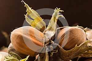 Hazel nuts collected from the forest.