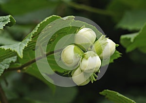 Hazel nuts on tree photo