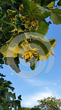 Hazel nuts on tree