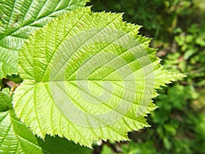 Hazel tree filbert leaf