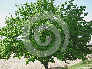 Hazel tree with green leaves