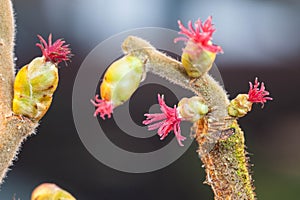 The hazel tree shows its beautiful flowers