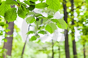 Hazel twig with green leaves and blurred forest