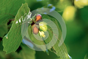 Hazel. Two hazelnuts on a branch. Green leaves. Summer. Sun rays on the leaves. Blurred background