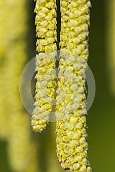Hazelaar, Common Hazel, Corylus avellana photo