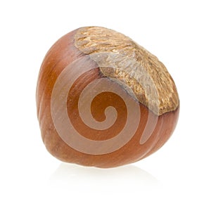 Hazelnut photo