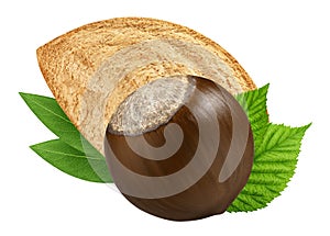 Hazelnut and almond isolated closeup with leaf as package design elements. Fresh filbert on white background. Macro two Nuts.