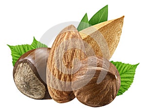 Hazelnut and almond isolated closeup with leaf as package design elements. Fresh filbert on white background. Macro four Nuts.