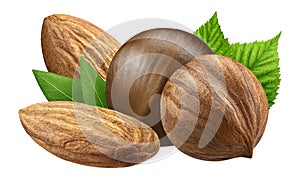 Hazelnut and almond isolated closeup with leaf as package design elements. Fresh filbert on white background. Macro four Nuts.