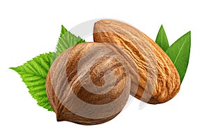 Hazelnut and almond isolated closeup with leaf as package design elements. Fresh organic filbert on white background. Macro Nuts.