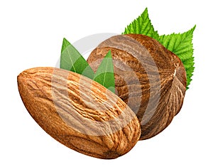 Hazelnut and almond isolated closeup with leaf as package design elements. Fresh organic filbert on white background. Macro Nuts.