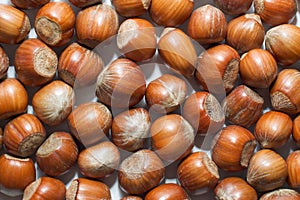 Hazelnut background