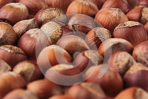 Hazelnut background. Pile of selected hazel close-up.