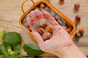 Hazelnut basket.Hand pouring nuts into the basket .Nuts with green leaves. harvest of hazelnuts. Farmed organic ripe