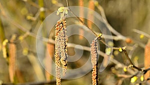 Hazelnut blossom and creek in spring