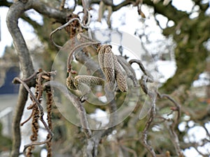 Hazelnut blossom in Germany