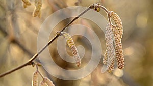 Hazelnut blossom in wintertime