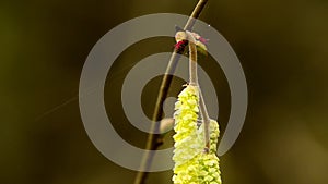 Hazelnut blossom in wintertime with macro of male and female flower