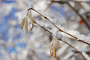 Hazelnut blossoms on a branch covered with snow in winter