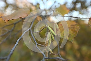 The hazelnut blossoms hang from a hazelnut bush as harbingers of spring . hazelnut earrings on a tree against a blue autumn sky .