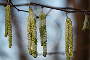 hazelnut blossoms hang from a hazelnut bush as harbingers of spring