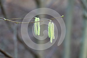 hazelnut blossoms hang from a hazelnut bush as harbingers of spring