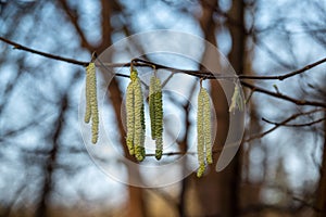 hazelnut blossoms hang from a hazelnut bush as harbingers of spring