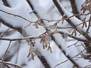 Hazelnut blossoms in winter