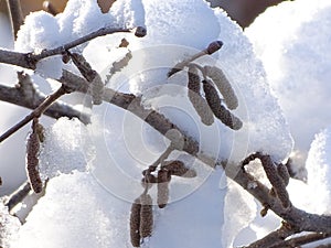 Hazelnut blossoms in winter